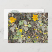 Carte Postale Fleurs de Californie : Fremontodendron (Devant / Derrière)