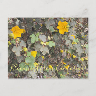Carte Postale Fleurs de Californie : Fremontodendron