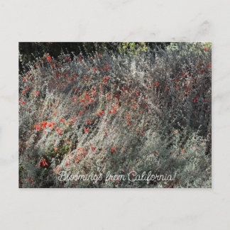 Carte Postale Fleurs de Californie : Fuchsia de septembre