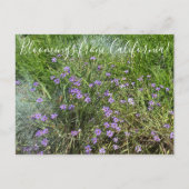 Carte Postale Fleurs de Californie : Herbe aux yeux bleus (Devant)