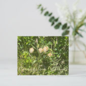 Carte Postale Fleurs de Californie : Lanternes de Fée (Debout devant)