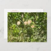 Carte Postale Fleurs de Californie : Lanternes de Fée (Devant / Derrière)