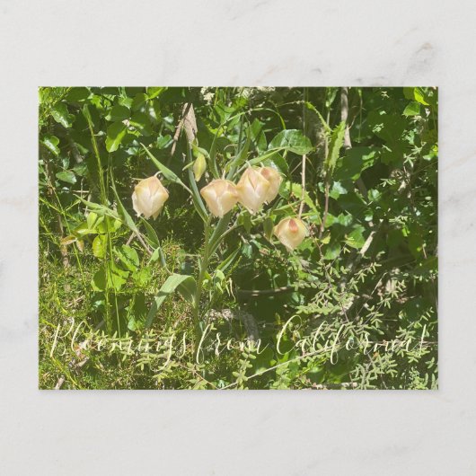 Carte Postale Fleurs de Californie : Lanternes de Fée (Devant)