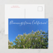 Carte Postale Fleurs de Californie : Marronnier de Californie Po (Devant / Derrière)