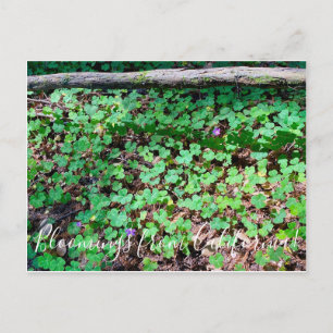Carte Postale Fleurs de Californie : Oxalis des forêts de séquoi