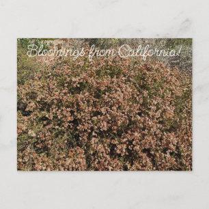 Carte Postale Fleurs de Californie : sarrasin de Californie