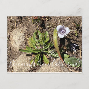 Carte Postale Fleurs de Californie : Tulipe étoile de Tolmie