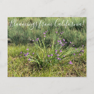 Carte Postale Fleurs de Californie : Yeux bleus