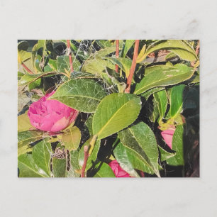 Carte Postale Fleurs de camélia roses en fleurs parmi les feuill