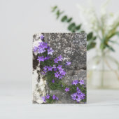 Carte Postale Fleurs de Campanula poussant sur un mur (Debout devant)