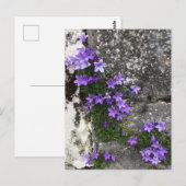 Carte Postale Fleurs de Campanula poussant sur un mur (Devant / Derrière)