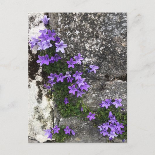 Carte Postale Fleurs de Campanula poussant sur un mur (Devant)
