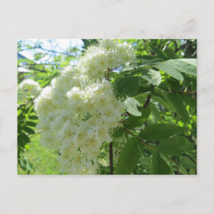 Carte postale Fleurs de cendres de montagne