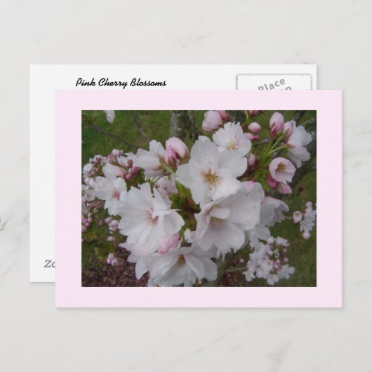 Carte Postale Fleurs de cerises délicates (Devant / Derrière)