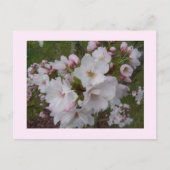 Carte Postale Fleurs de cerises délicates (Devant)