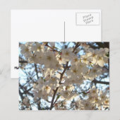 Carte Postale Fleurs de cerises du soir I Printemps Floral (Devant / Derrière)