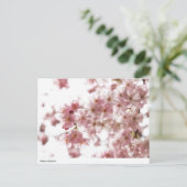 Carte Postale fleurs de cerisier (Debout devant)