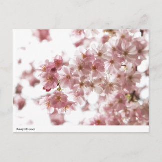 Carte Postale fleurs de cerisier