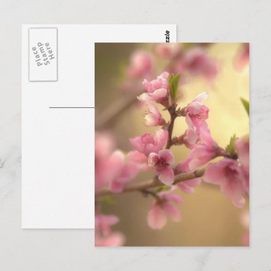Carte Postale Fleurs de cerisier (Devant / Derrière)