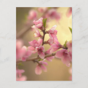Carte Postale Fleurs de cerisier