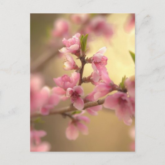 Carte Postale Fleurs de cerisier (Devant)