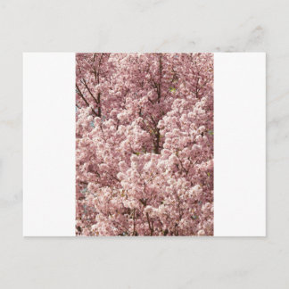 Carte Postale Fleurs de cerisier Arbre Nature Destiny Park