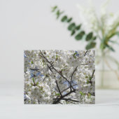 Carte Postale Fleurs de cerisier blanches : Tokyo (Debout devant)
