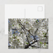 Carte Postale Fleurs de cerisier blanches : Tokyo (Devant / Derrière)