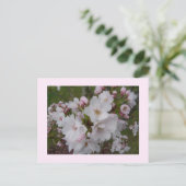 Carte Postale Fleurs de cerisier délicates (Debout devant)