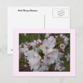 Carte Postale Fleurs de cerisier délicates (Devant / Derrière)