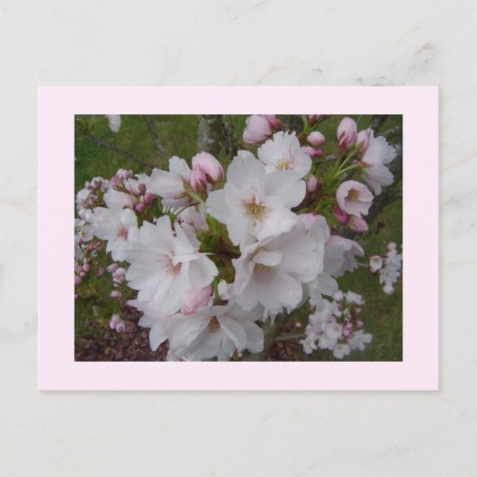 Carte Postale Fleurs de cerisier délicates (Devant)