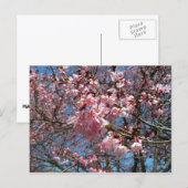 Carte Postale Fleurs de cerisier et fleurs de printemps roses d' (Devant / Derrière)