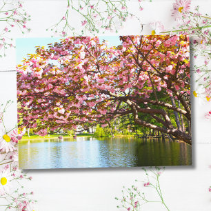 Carte Postale Fleurs de cerisier roses en pleine floraison