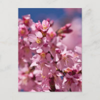 Fleurs de cerisier Sakura embrassées par la lumièr