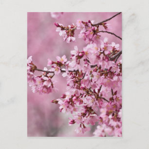 Carte Postale Fleurs de Cerisier Sakura Pastel Rose Calquees