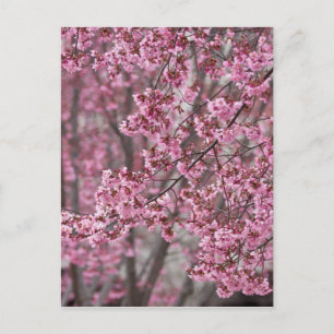 Carte Postale Fleurs de cerisier Sakura rose flottant