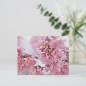 Carte Postale Fleurs de cerisier Sakura rose pâle (Debout devant)