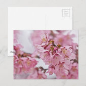 Carte Postale Fleurs de cerisier Sakura rose pâle (Devant / Derrière)