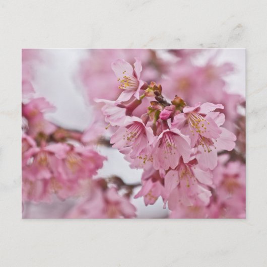 Carte Postale Fleurs de cerisier Sakura rose pâle (Devant)