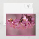 Carte Postale Fleurs de cerisier Source thermale Vêtements & Ca (Devant / Derrière)