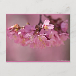 Carte Postale Fleurs de cerisier Source thermale Vêtements & Ca