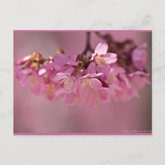 Carte Postale Fleurs de cerisier Source thermale Vêtements & Ca (Devant)