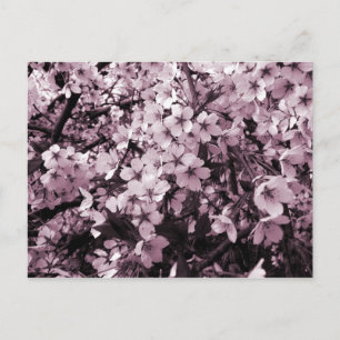 Carte Postale Fleurs de cerisiers