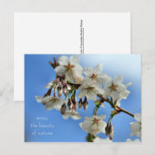 Carte Postale Fleurs de cerisiers (Devant / Derrière)