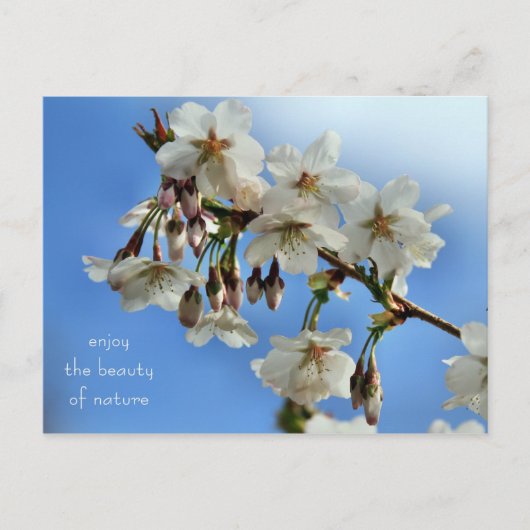 Carte Postale Fleurs de cerisiers (Devant)