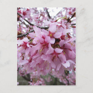 Carte Postale Fleurs de cerisiers