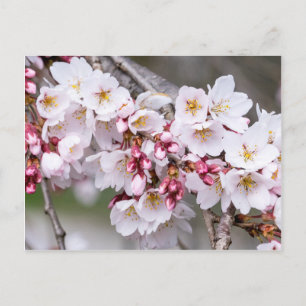 Carte Postale Fleurs de cerisiers