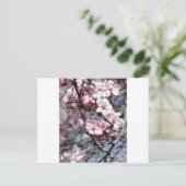 Carte Postale fleurs de cerisiers (Debout devant)