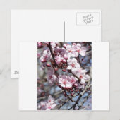 Carte Postale fleurs de cerisiers (Devant / Derrière)