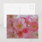 Carte Postale Fleurs de cerisiers (Devant / Derrière)